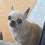Fancy, Chihuahua