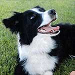 Lady, Border Collie