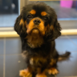 Louie, Cavalier King Charles