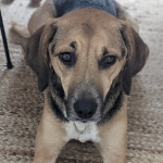 Mia, Mongrel/Hound